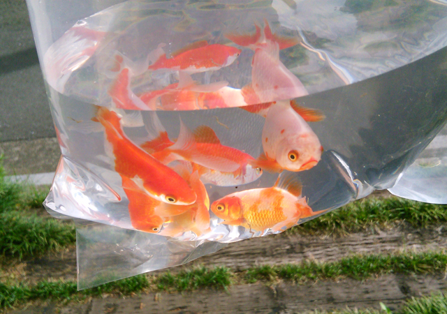睡蓮鉢で金魚を飼って学んだビオトープのことや近況のお知らせ Sorayori