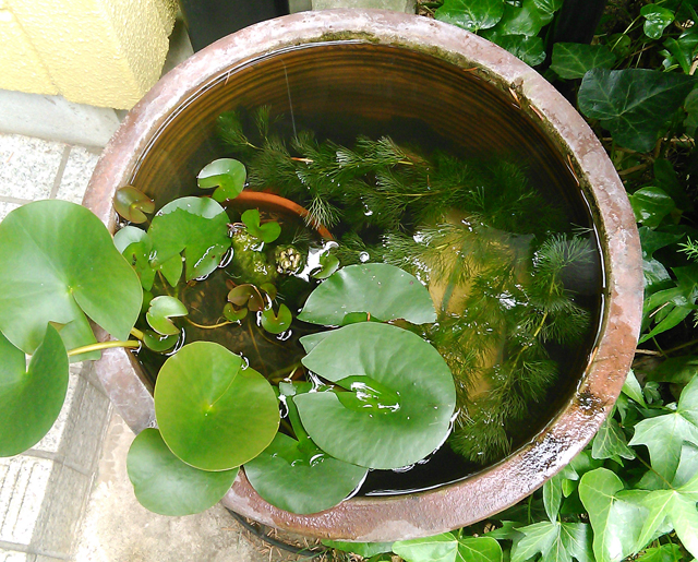 睡蓮鉢で金魚を飼って学んだビオトープのことや近況のお知らせ Sorayori