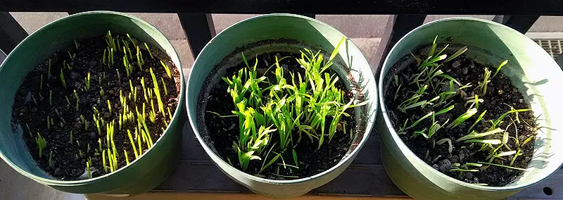 冬の猫草栽培どうしてますか Sorayori